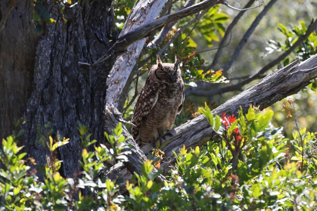 The Wood Owl Nature'S Valley Bagian luar foto